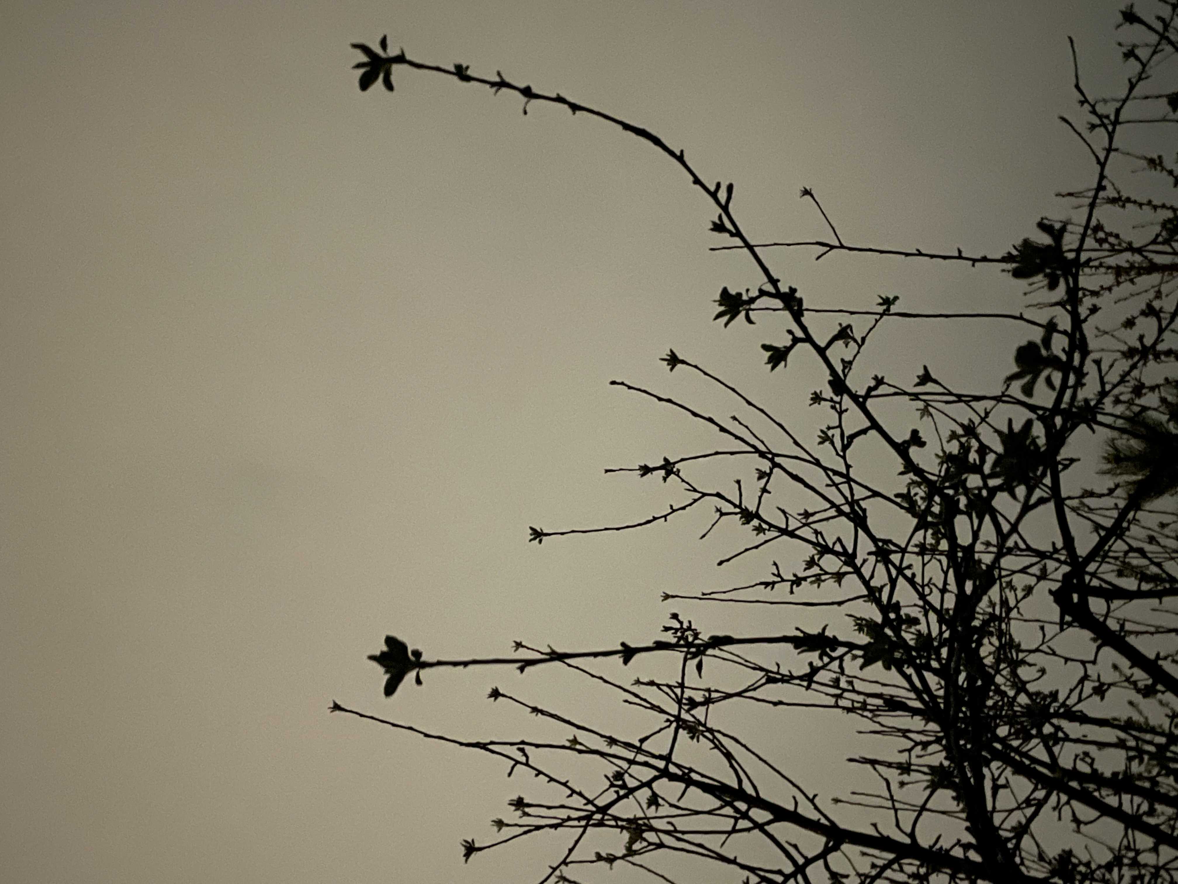 metalypse acapella artwork